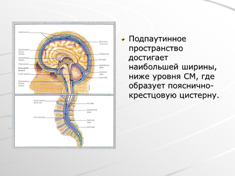 Подпаутинное пространство достигает наибольшей ширины, ниже уровня СМ, где образует пояснично-крестцовую цистерну.